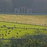 Deer in the grounds at Sledmere