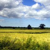 Fields near Meaux