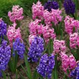 National Hyacinth Collection